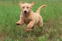 Dandelion , a female Golden Retriever for sale in Grand Rapids, MI – 1 of 3