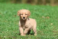 Twinkie AKC, a male Golden Retriever for sale in Grand Rapids, MI – 2 of 6