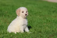 Caspian, a male Cavapoo and Cockapoo for sale in Grand Rapids, MI – 3 of 6