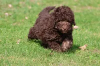 Chocolate Cake, a female Miniature Bernedoodle for sale in Grand Rapids, MI – 1 of 7