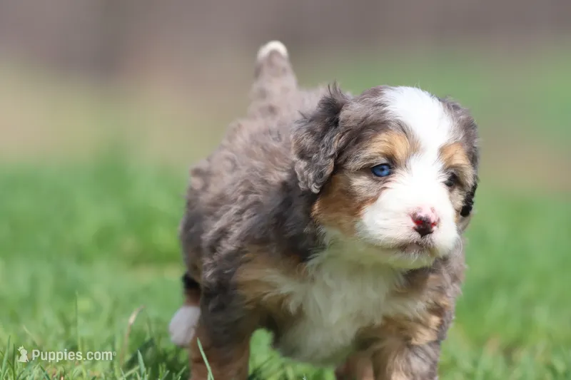 Blueberry Cheesecake – Bernedoodle, Miniature Bernedoodle puppy for sale in Grand Rapids, MI