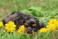 Pebbles, a male Cocker Spaniel and Cavalier King Charles Spaniel for sale in Grand Rapids, MI – 1 of 4