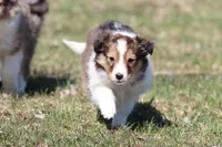 Loki, a male Shetland Sheepdog for sale in Grand Rapids, MI – Photo 2 of 5