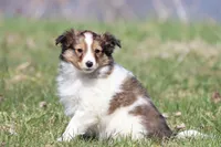 Loki, a male Shetland Sheepdog for sale in Grand Rapids, MI – Photo 3 of 5