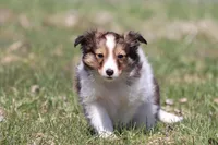 Loki, a male Shetland Sheepdog for sale in Grand Rapids, MI – Photo 4 of 5