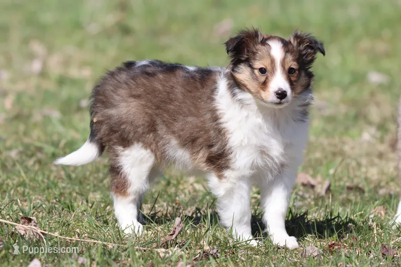 Loki – Shetland Sheepdog puppy for sale in Grand Rapids, MI