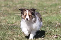 Loki, a male Shetland Sheepdog for sale in Grand Rapids, MI – Photo 5 of 5