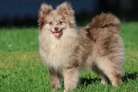 Buddy AKC , a male Pomeranian for sale in Grand Rapids, MI – 4 of 4