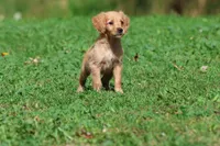 Trinity AKC , a female Golden Retriever for sale in Grand Rapids, MI – 4 of 6