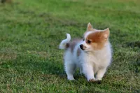 Flame, a male Pomeranian for sale in Grand Rapids, MI – 2 of 5