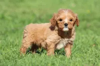 Peanut, a male Miniature Goldendoodle for sale in Grand Rapids, MI – Photo 2 of 4