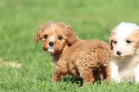 Peanut, a male Miniature Goldendoodle for sale in Grand Rapids, MI – Photo 4 of 4