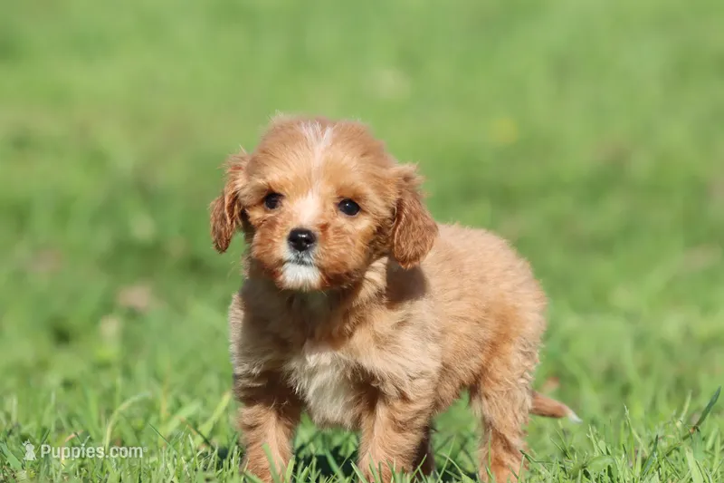 Peanut – Miniature Goldendoodle puppy for sale in Grand Rapids, MI