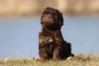 Cocoa Beans , a male Cavapoo for sale in Grand Rapids, MI – Photo 1 of 5
