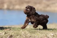 Cocoa Beans , a male Cavapoo for sale in Grand Rapids, MI – Photo 3 of 5