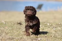 Cocoa Beans , a male Cavapoo for sale in Grand Rapids, MI – Photo 2 of 5