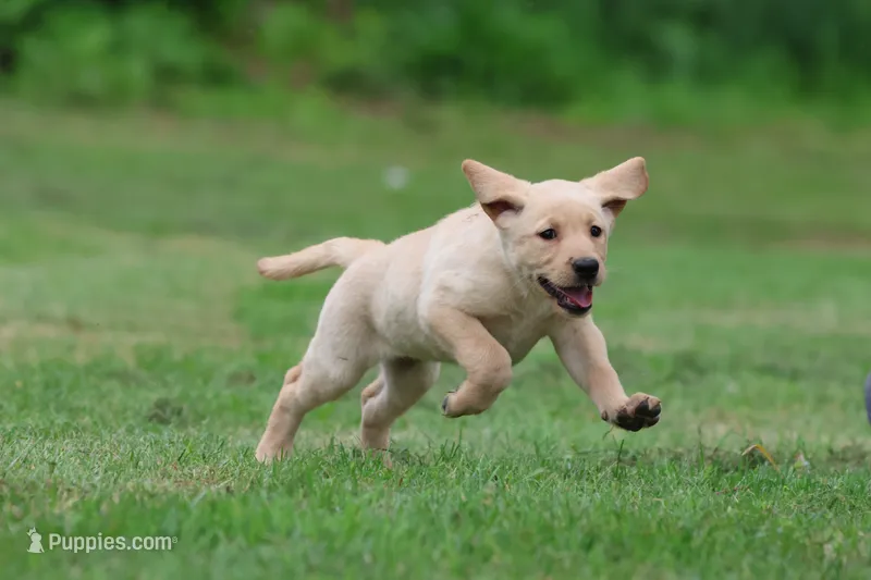 Happy AKC – Labrador Retriever puppy for sale in Grand Rapids, MI