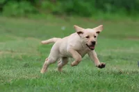 Happy AKC, a female Labrador Retriever for sale in Grand Rapids, MI – 1 of 6