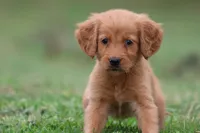 Cherries AKC , a female Golden Retriever for sale in Grand Rapids, MI – 4 of 5