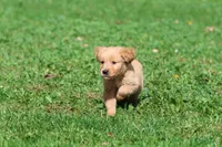 Twinkie AKC, a male Golden Retriever for sale in Grand Rapids, MI – 4 of 6