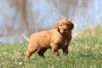 Raspberry Cheesecake AKC , a female Golden Retriever for sale in Grand Rapids, MI – Photo 3 of 6