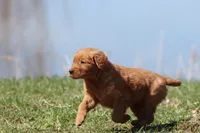 Raspberry Cheesecake AKC , a female Golden Retriever for sale in Grand Rapids, MI – Photo 2 of 6