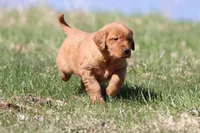 Raspberry Cheesecake AKC , a female Golden Retriever for sale in Grand Rapids, MI – Photo 5 of 6