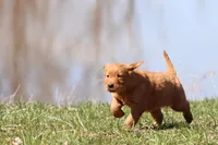 Raspberry Cheesecake AKC , a female Golden Retriever for sale in Grand Rapids, MI – Photo 4 of 6