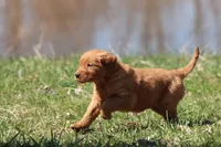 Raspberry Cheesecake AKC , a female Golden Retriever for sale in Grand Rapids, MI – Photo 6 of 6