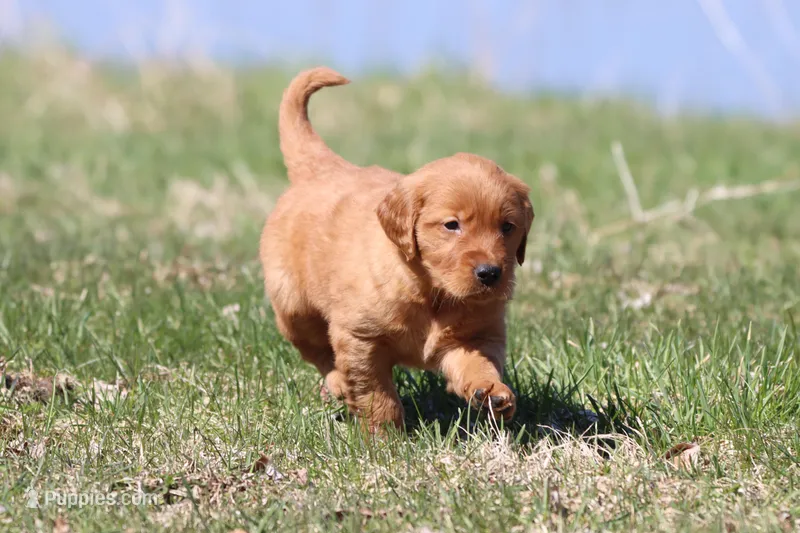 Raspberry Cheesecake AKC  – Golden Retriever puppy for sale in Grand Rapids, MI