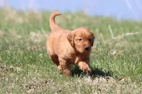 Raspberry Cheesecake AKC , a female Golden Retriever for sale in Grand Rapids, MI – Photo 1 of 6