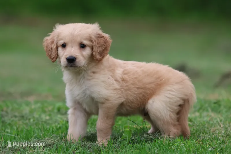 Oliver AKC – Golden Retriever puppy for sale in Grand Rapids, MI