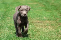 Dozer AKC , a male Labrador Retriever for sale in Grand Rapids, MI – 5 of 7