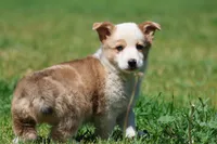 Bull , a male Pembroke Welsh Corgi for sale in Grand Rapids, MI – 2 of 4