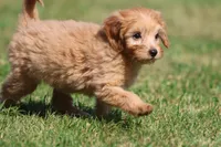 Twirls , a male Miniature Goldendoodle for sale in Grand Rapids, MI – 1 of 6