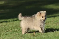 Wolfie , a male Pomeranian for sale in Grand Rapids, MI – 4 of 4