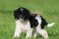 Oreo Crumbles, a male Cavapoo and Cockapoo for sale in Grand Rapids, MI – 2 of 5