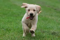 Fetch AKC , a male Labrador Retriever for sale in Grand Rapids, MI – 5 of 5