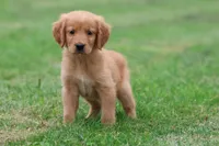 Richie AKC , a male Golden Retriever for sale in Grand Rapids, MI – 3 of 6