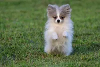 Twirls AKC, a female Pomeranian for sale in Grand Rapids, MI – 6 of 7
