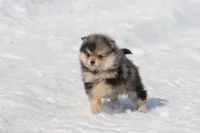 Key Chain, a male Pomeranian for sale in Grand Rapids, MI – Photo 3 of 5