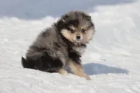 Key Chain, a male Pomeranian for sale in Grand Rapids, MI – Photo 2 of 5