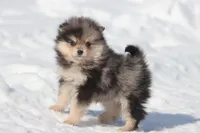 Key Chain, a male Pomeranian for sale in Grand Rapids, MI – Photo 1 of 5