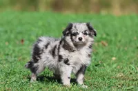 Fetch, a male Pomeranian and Toy Australian Shepherd for sale in Grand Rapids, MI – 4 of 7