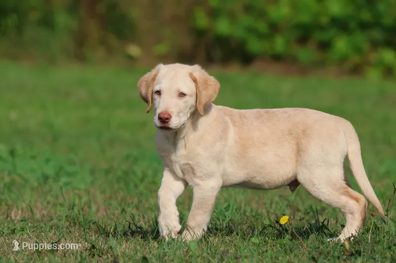 Sunny AKC  – Labrador Retriever puppy for sale in Grand Rapids, MI