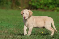 Sunny AKC , a male Labrador Retriever for sale in Grand Rapids, MI – 1 of 7
