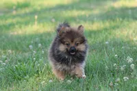 Teddy , a male Pomeranian for sale in Grand Rapids, MI – 5 of 7