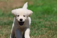 Ice Princess, a female Golden Retriever for sale in Grand Rapids, MI – 2 of 6