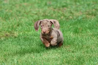 Swiss Rolls, a male Miniature Dachshund for sale in Grand Rapids, MI – 5 of 7