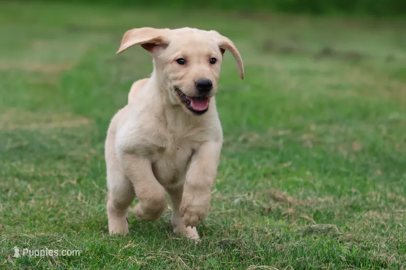 Lilly AKC  – Labrador Retriever puppy for sale in Grand Rapids, MI